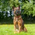 Focinheira para Cães Baskerville Preta GGG Tamanho 6 - comprar online