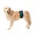 Protetor de Fralda p/ Cachorro Macho Pet Med N7 - Verde - O Cãoselheiro