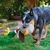 Pato de Pelúcia G para Cães Kong Shakers Honkers Duck Grande - O Cãoselheiro