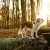 Colar Elizabetano Pet p/ Cachorro Kruuse Buster Clic 25cm - loja online