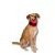 Colar Cervical Confortável para Cães Pet Designer Tamanho 3 - comprar online