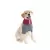 Roupa Protetora de Pescoço p/ Cachorro Pet Med Duo Dry N3 - O Cãoselheiro