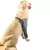 Protetor de Higroma para Cães Pet Designer Tamanho 9 na internet