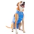Roupa Protetora Pós Castração Cão Macho - Pet Med - Tam 13