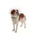 Colar Elizabetano Pet p/ Cachorro Kruuse Buster Clic 25cm