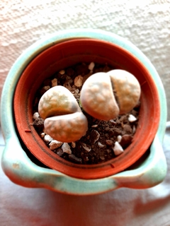 LITHOPS O CACTUS PIEDRA - comprar online