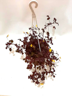 OXALIS O TREBOL AFRICANO - comprar online