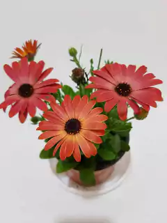 DIMORFOTECA - Vivero del Paraiso