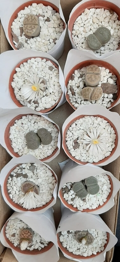 LITHOPS O CACTUS PIEDRA en internet