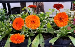 CALENDULA