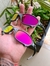 Juliet X-metal - Lente rosa - kit branco - comprar online