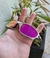Juliet plasma - lente rosa pink - kit preto - comprar online