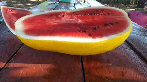 MELANCIA DE CASCA AMARELA - 50 SEMENTES