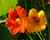 CAPUCHINHA (FLOR COMESTÍVEL) - 20 SEMENTES