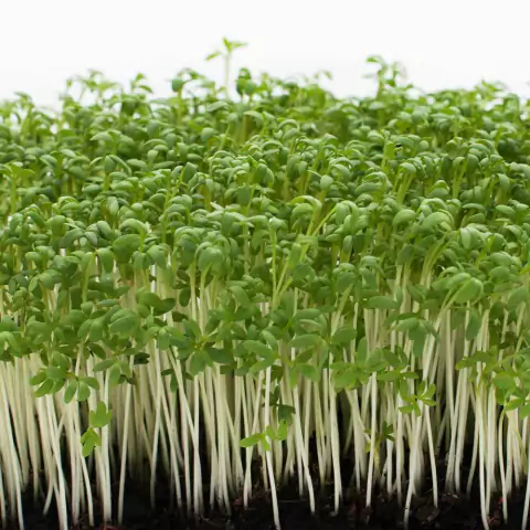 MICROVERDE DE AGRIÃO RAVI DO SECO - 30 sementes