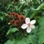 URUCUM - 100 SEMENTES - comprar online