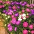 ASTER PLUMA DE AVESTRUZ (SORTIDO) - 20 SEMENTES
