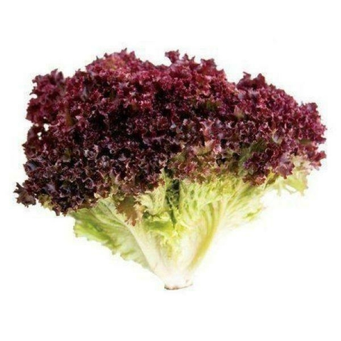 ALFACE FRISÉE ATALAIA - 100 sementes