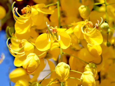 ACÁCIA IMPERIAL - 10 SEMENTES