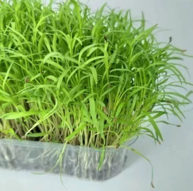 MICROVERDE DE CENOURA RADESH - 30 sementes