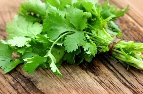 COENTRO - 100 SEMENTES