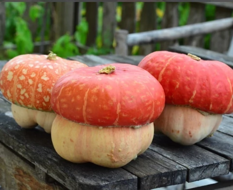 ABÓBORA COGUMELO - 20 Sementes