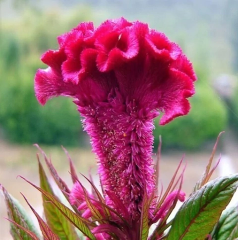 CRISTA DE GALO (ANÃ SORTIDA) - 30 SEMENTES