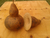 PORONGO - 20 SEMENTES - comprar online