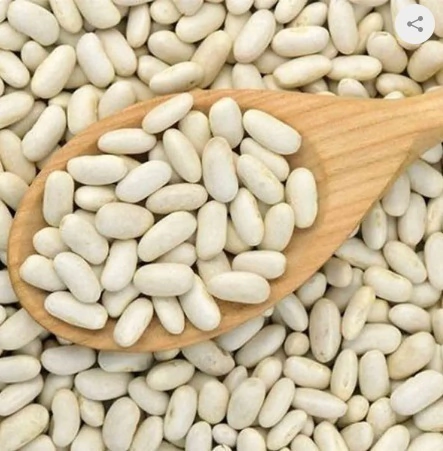 FEIJÃO BRANCO - 20 sementes
