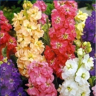 GOIVOS DEZ SEMANAS ANÃO SORTIDO - 20 SEMENTES