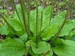 TANSAGEM GRANDE - 2g