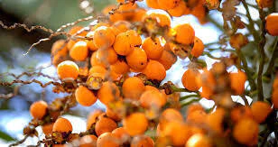 PALMEIRA BUTIÁ - 10 SEMENTES