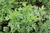 ARTEMÍSIA - 0.60g - comprar online