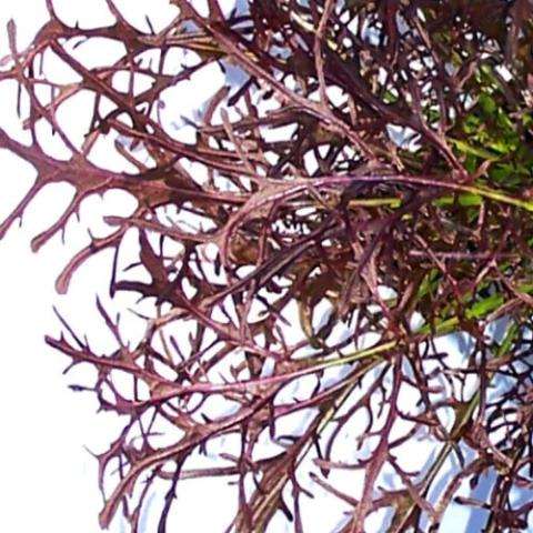 MOSTARDA KYOTO ROXA - 100 SEMENTES