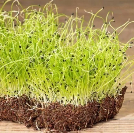 MICROVERDE DE CEBOLA DURGA - 30 sementes