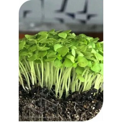 MICROVERDE DE MANJERICÃO SHANTI - 30 sementes