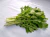 COUVE NABEIRA MIDORI (MIZUNA) - 100 SEMENTES - comprar online