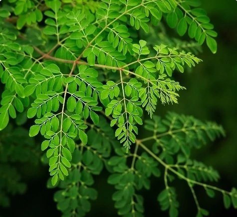 ÁRVORE DA VIDA (MORINGA OLEIFERA) - 6 SEMENTES