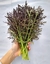 MOSTARDA KYOTO ROXA - 100 SEMENTES - comprar online