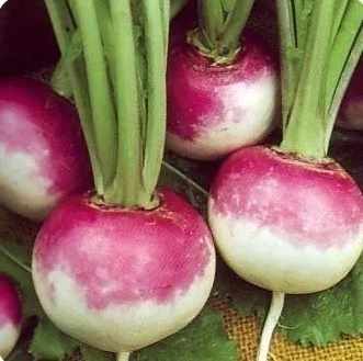 NABO PÊRA DE COLO ROXO - 100 SEMENTES