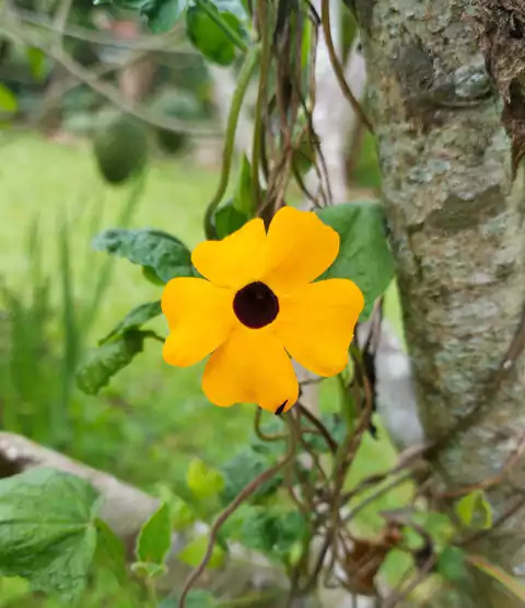 TREPADEIRA THUNBÉRGIA ALATA - 15 SEMENTES