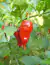 PIMENTA HABANERO VERMELHA - 50 SEMENTES na internet