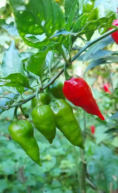 PIMENTA HABANERO VERMELHA - 50 SEMENTES
