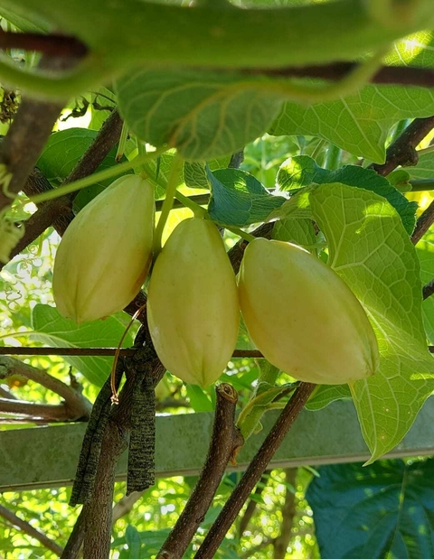 MINI CHUCHU BRANCO - 3 UNIDADES PARA O PLANTIO DE 1 MUDA