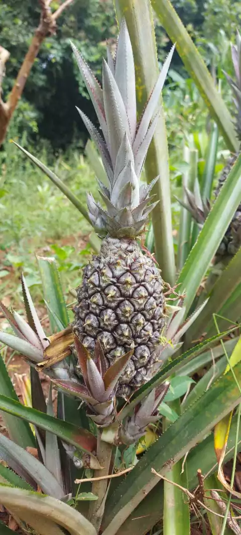 ABACAXI PÉROLA ORGÂNICO - 5 MUDAS