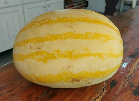 MELANCIA CASCA AMARELA LISTRADA E POLPA VERMELHA - 50 SEMENTES