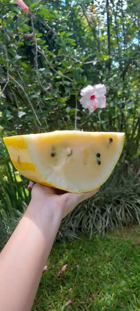 MELANCIA CASCA AMARELA LISTRADA E POLPA AMARELA - 50 SEMENTES