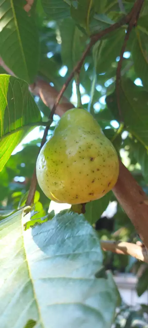 GOIABA GARRAFINHA - 25 SEMENTES