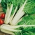HORTALIÇAS, LEGUMES E VERDURAS