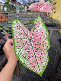 Caladium splash of wine - comprar online